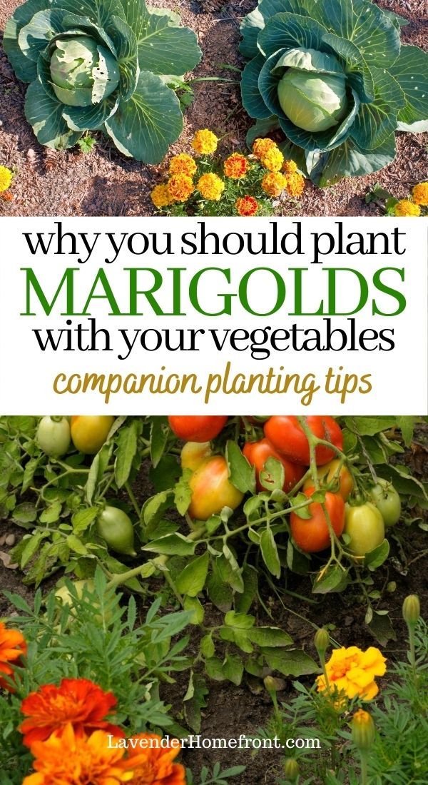 vegetables growing in the ground with text overlay that reads why you should plant margods with your vegetables companion planting tips