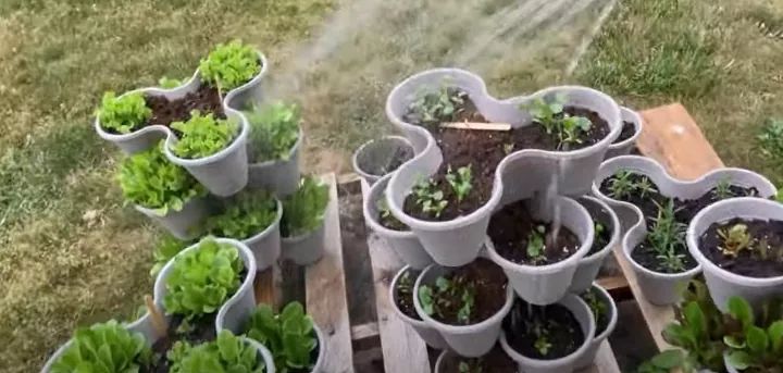 many potted plants with sprouts growing out of them on wooden pallets