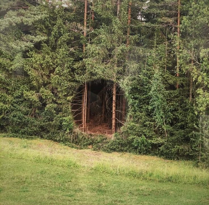 a forest filled with lots of green trees and tall thin trees next to a tunnel