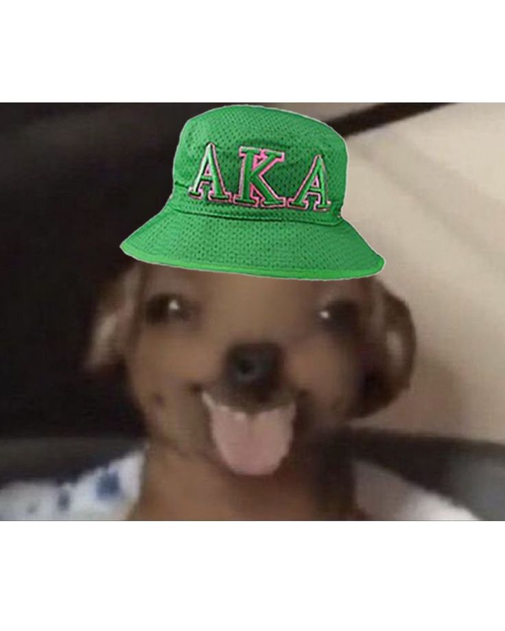 a dog wearing a green hat with the letters aka on it