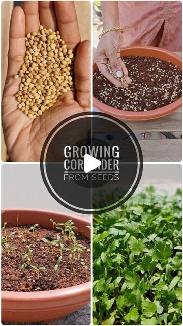 growing corian seeds from seed to plant