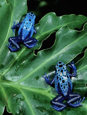 three blue and black frogs sitting on top of a green leaf