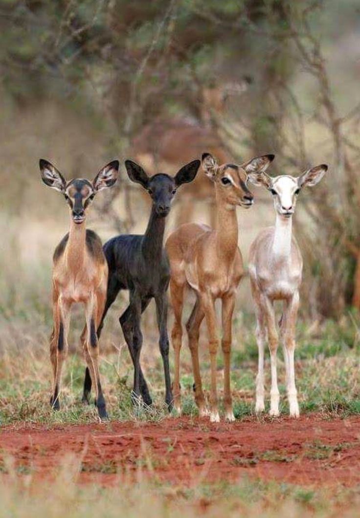 three deer standing next to each other on a dirt field with trees in the background