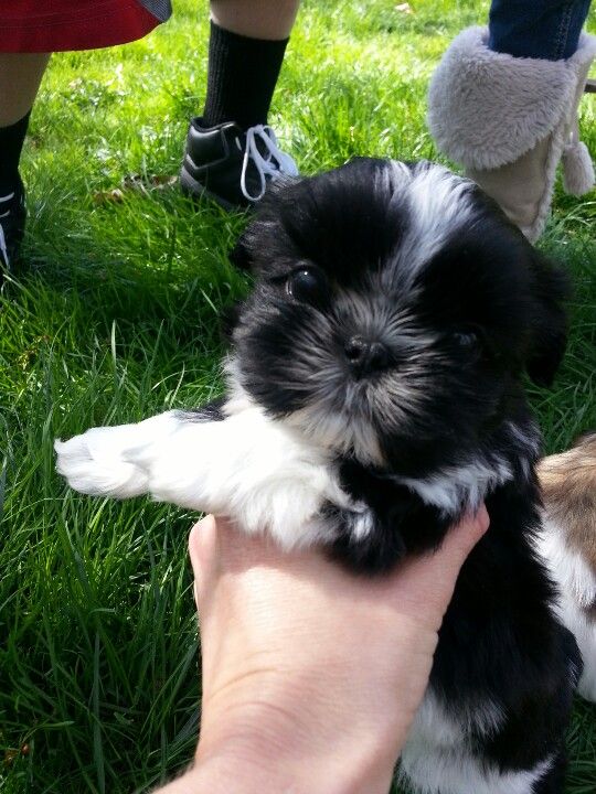 a small black and white puppy being held by someone