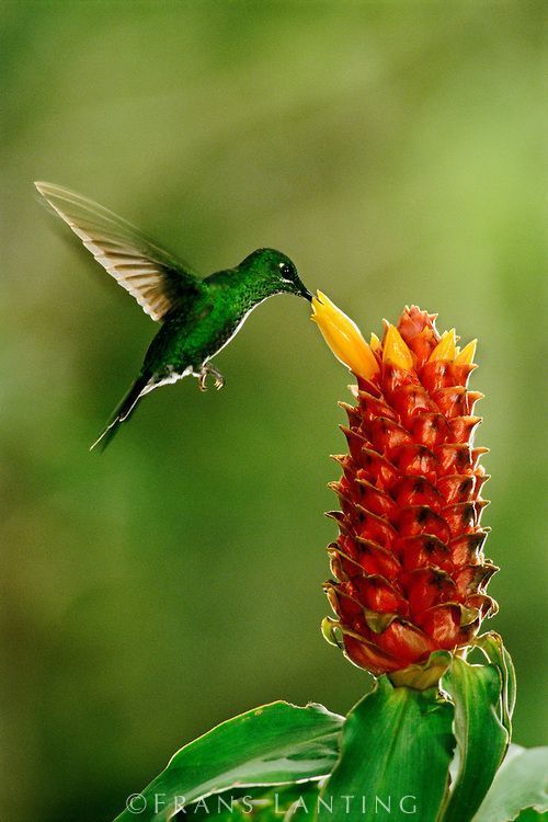 a hummingbird hovering over a red flower