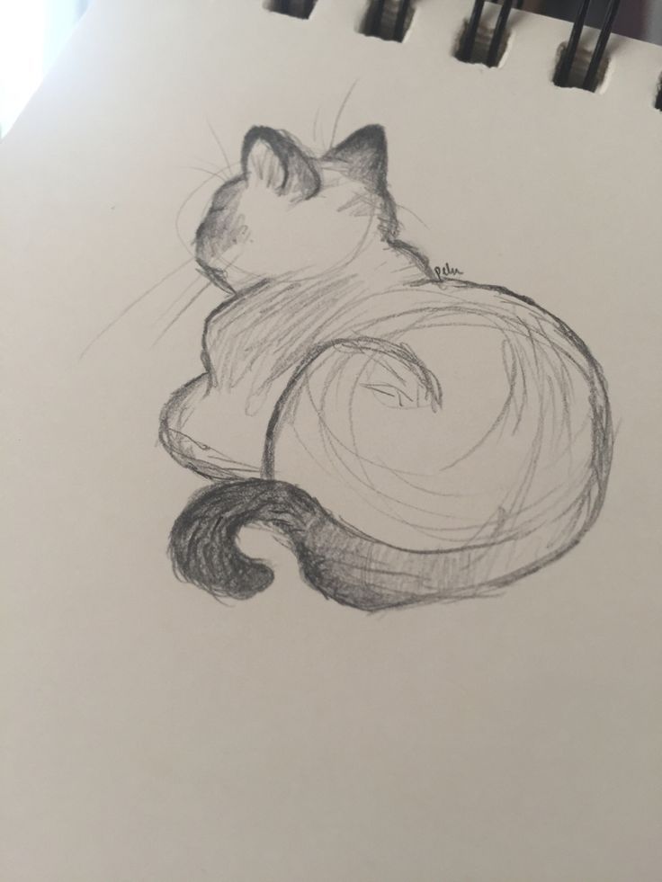 a pencil drawing of a cat laying down