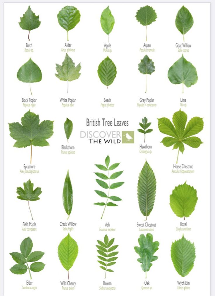 different types of leaves that are green