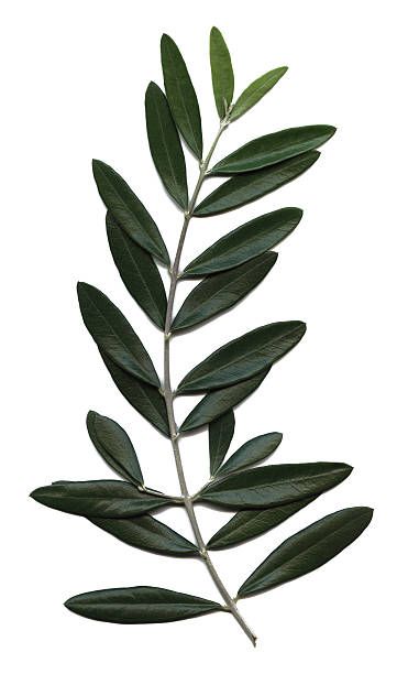 an olive branch with green leaves on white background royalty photo