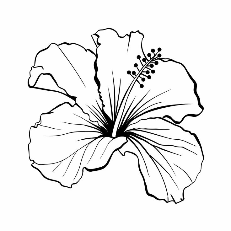 a black and white drawing of a flower