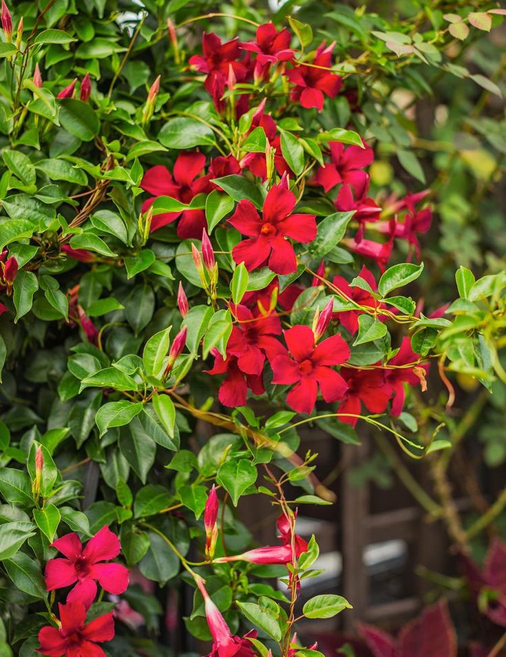 red flowers growing on the side of a building