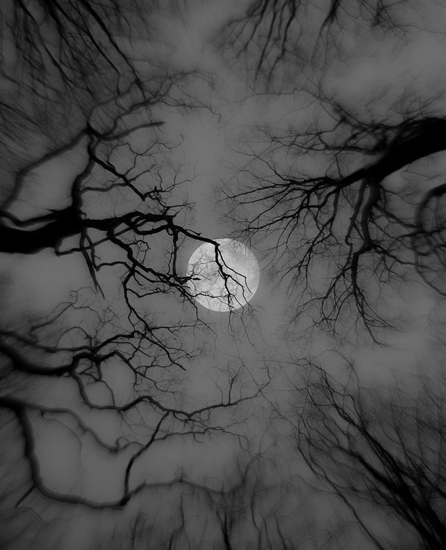 looking up at the branches of trees in front of a full moon