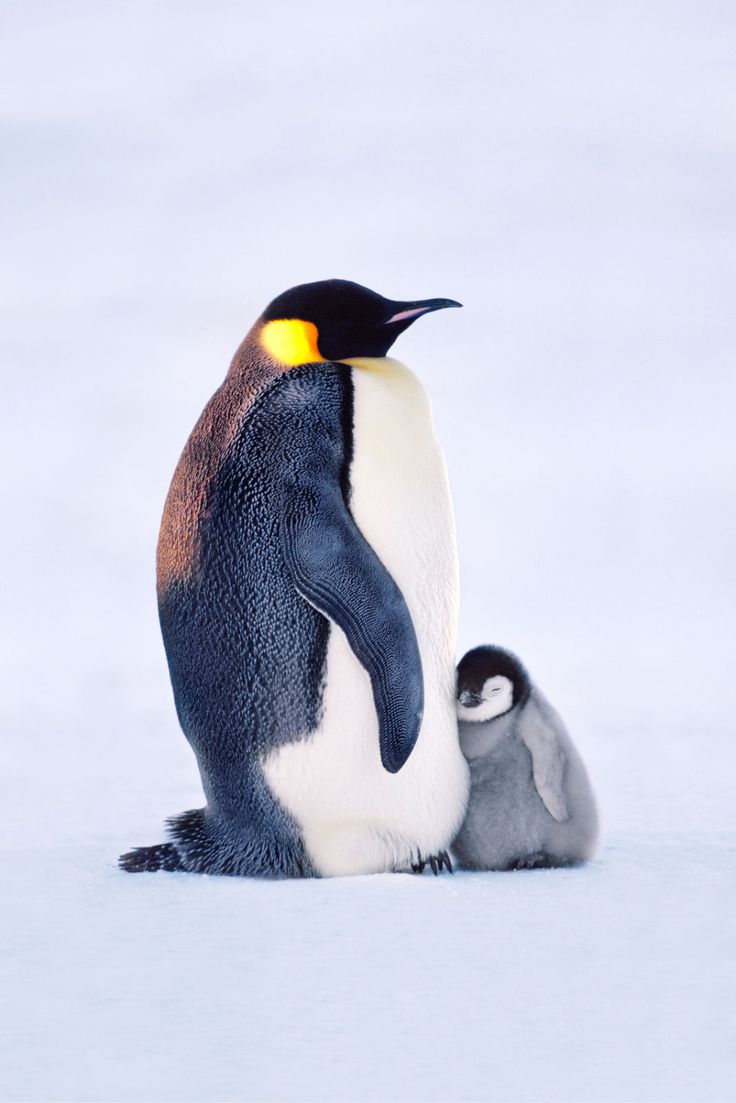 an image of a penguin and its chick on instagram for the love of nature