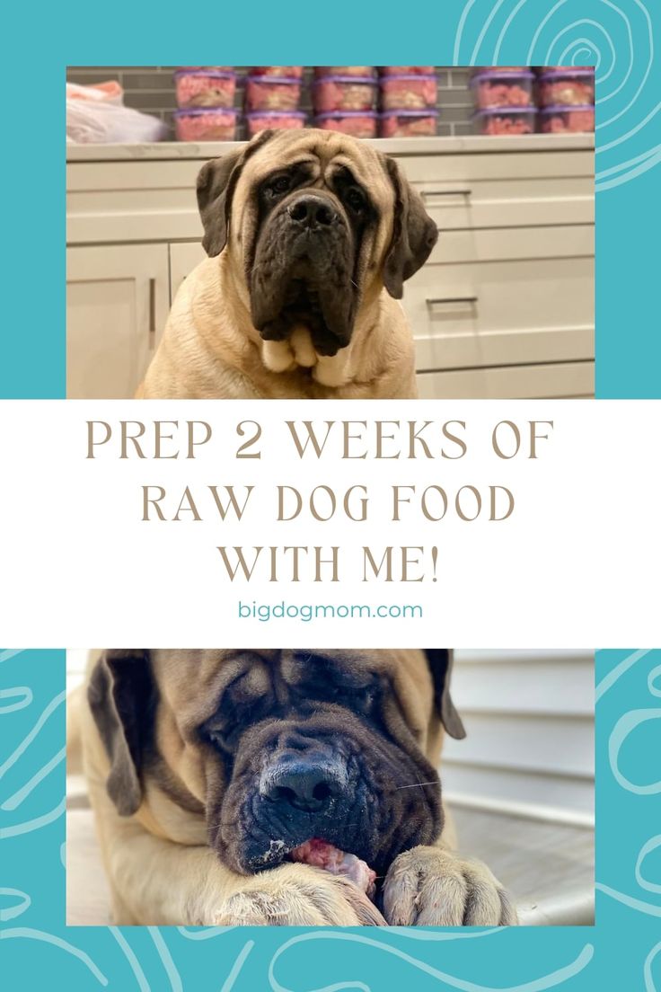 a dog sitting on top of a counter next to a blue and white sign that says prep