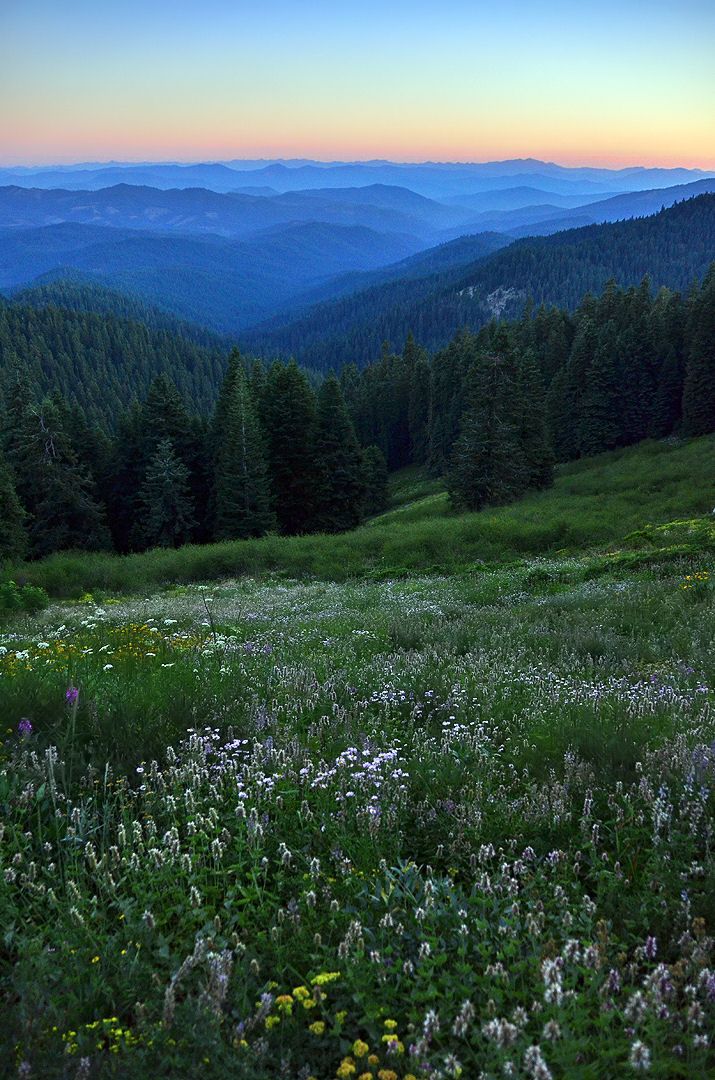 the sun is setting in the mountains with wildflowers on the grass and trees