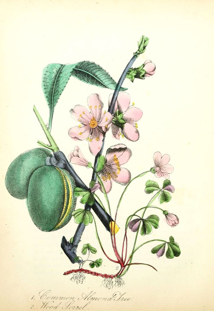 an illustration of flowers and leaves on a branch with green leaves in the middle, pink blooms at the top