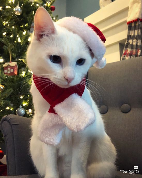 a white cat wearing a santa hat and scarf sitting in front of a christmas tree