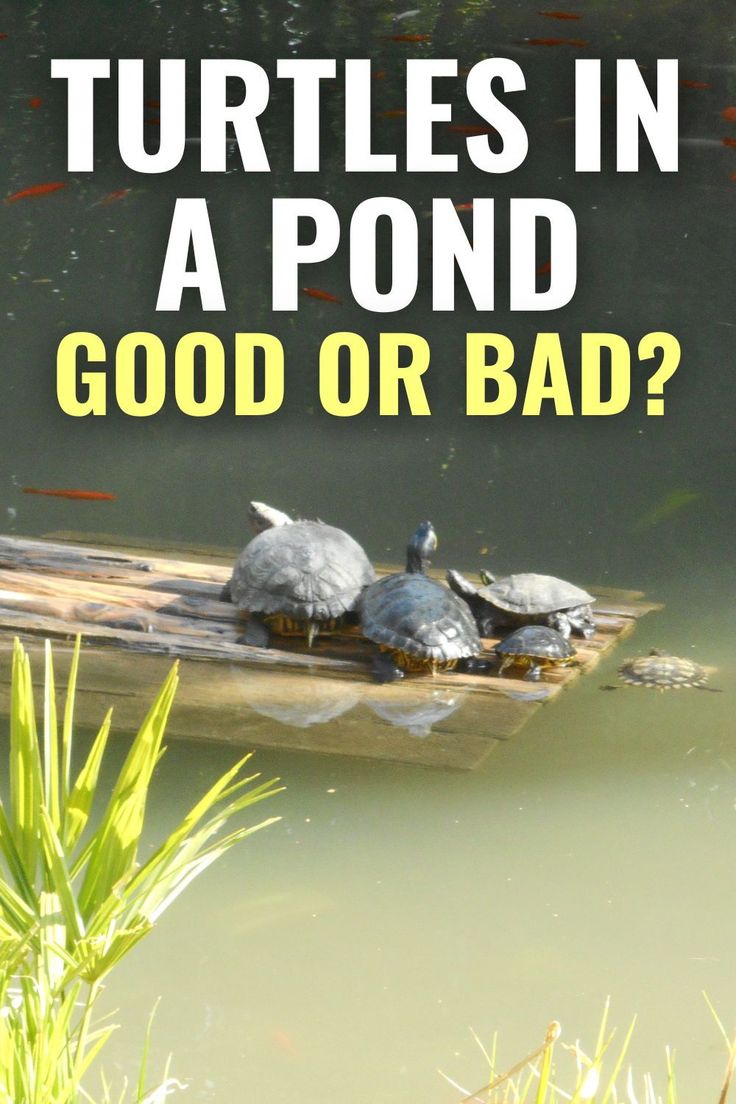 turtles in a pond with the caption good or bad?