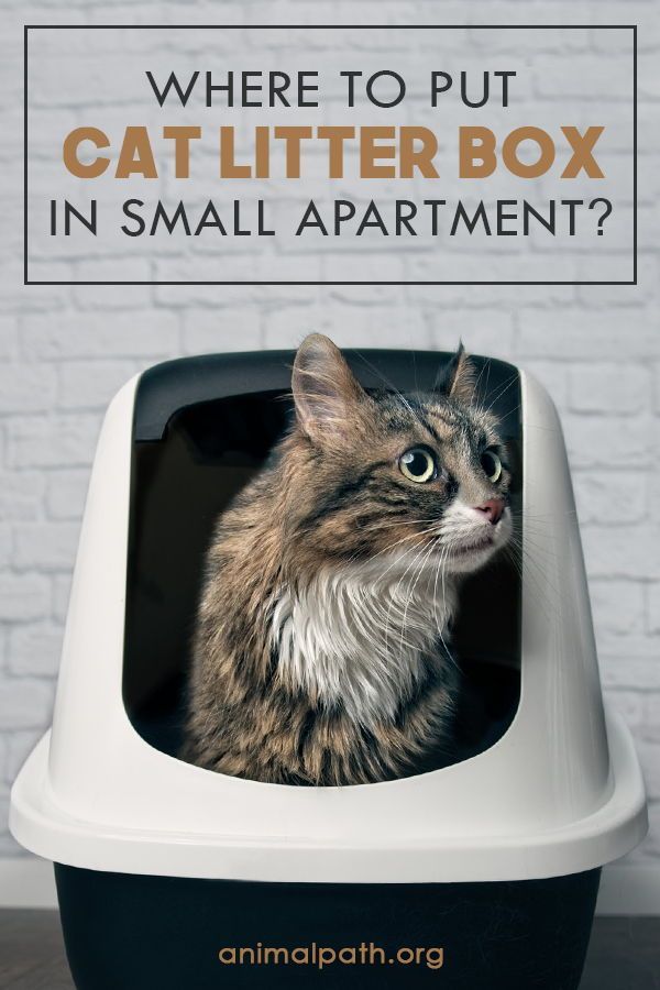 a cat sitting in a litter box with the caption where to put cat litter box in small apartment?