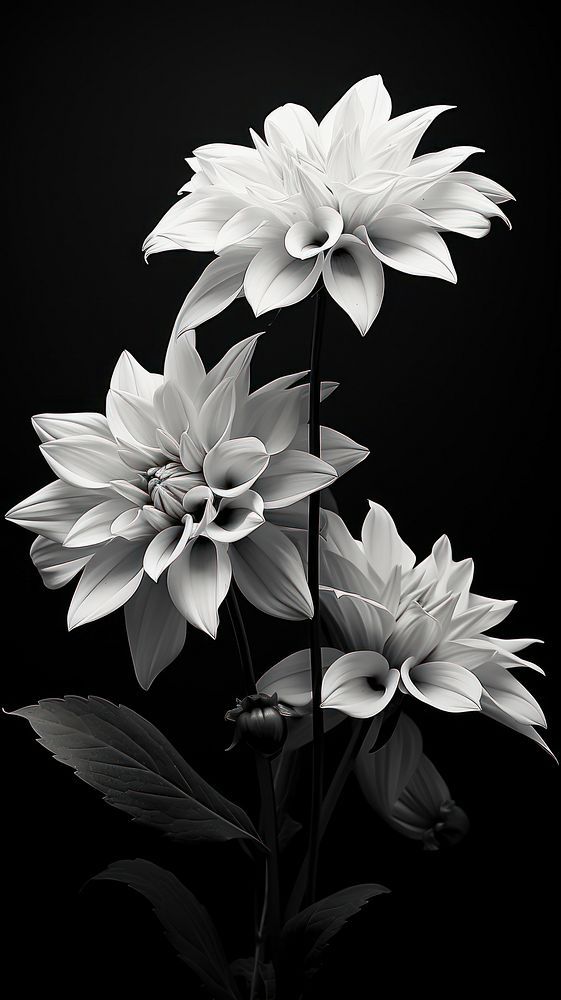 black and white photograph of three large flowers