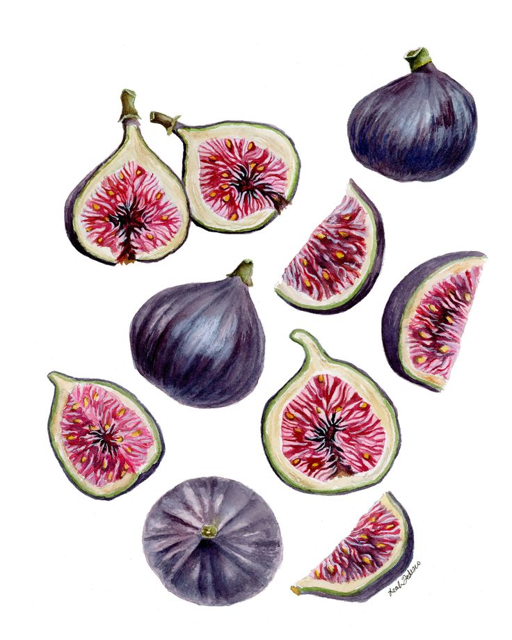 an image of figs and onions painted in watercolor