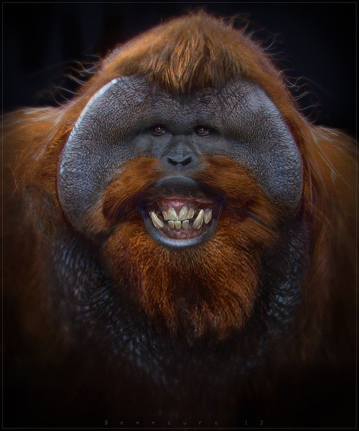 an orangutan with its mouth open and teeth wide open, looking at the camera