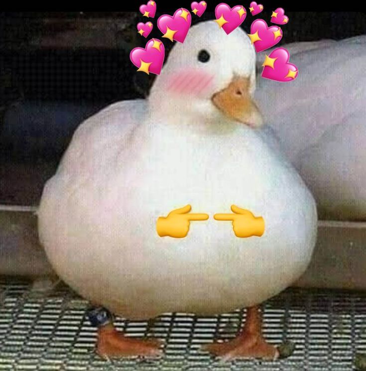 two white ducks sitting next to each other with hearts on their foreheads and eyes