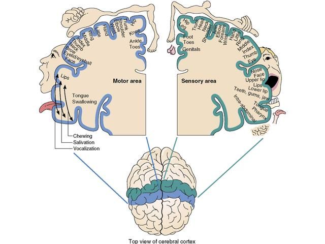 an image of the human brain with labels on each side and labeled areas labelled in blue