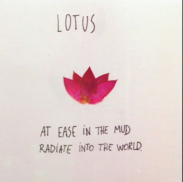 a pink flower sitting on top of a white wall next to a sign that says lotus at ease in the mud radiate into the world