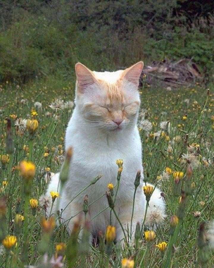 an orange and white cat sitting in the middle of a field full of wildflowers