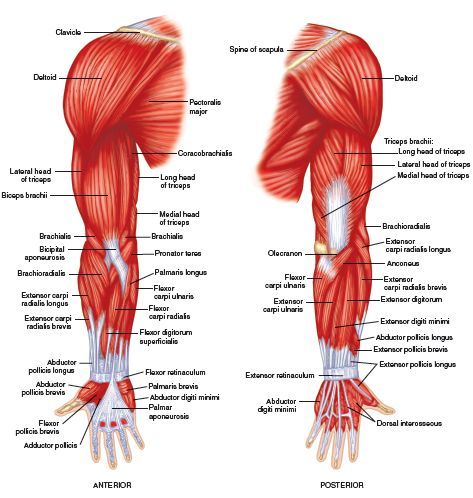 the muscles are labeled in red and white