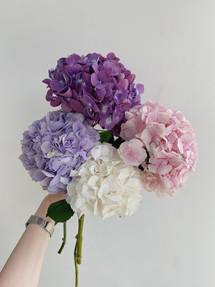 a hand holding a bouquet of purple and white hydrangeas in front of a white wall