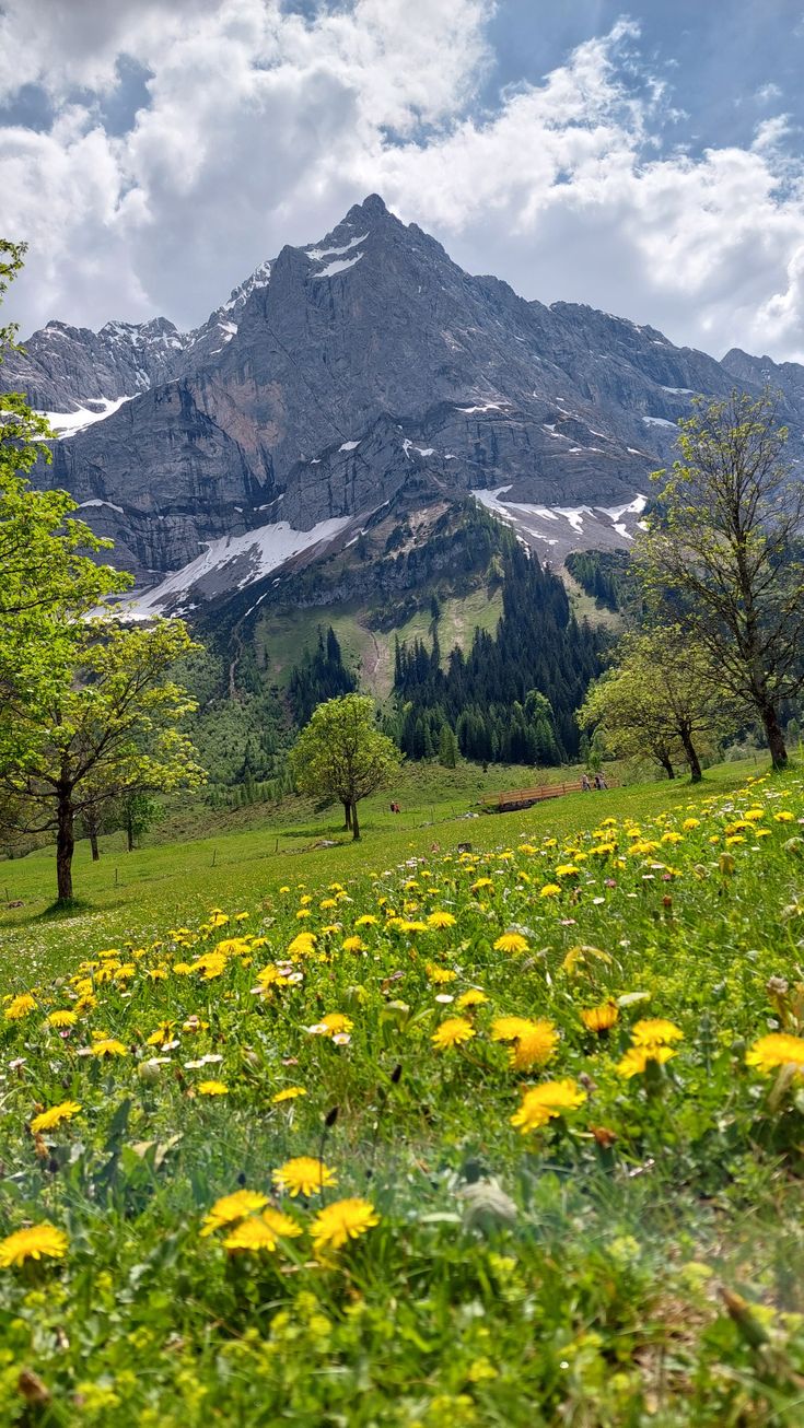 the mountains are covered in snow and green grass with yellow dandelions on the foreground