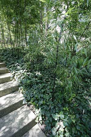 the steps are covered with plants and trees