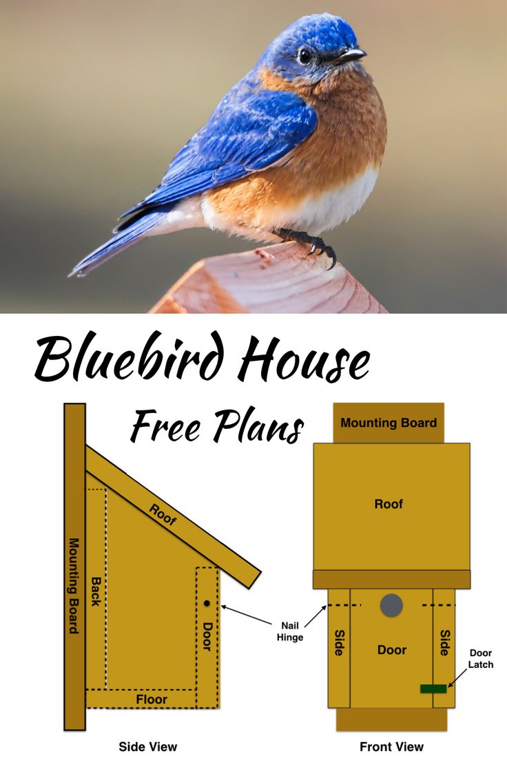 How to build a Bluebird house Tree Swallow Bird House Plans, Eastern Bluebird House Plans, Diy Bluebird House, Bluebird House Plans Diy, Birdhouse Patterns Free Bird House Plans, Diy Birdhouse Plans, Bluebird House Plans, Blue Bird House, Hummingbird Migration