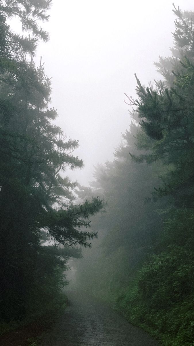 an empty road surrounded by trees in the fog