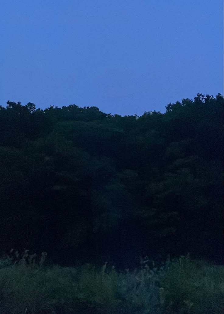 an airplane is flying over the trees at night