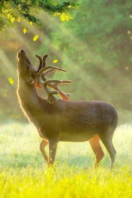 a deer standing in the grass with its mouth open and it's head up