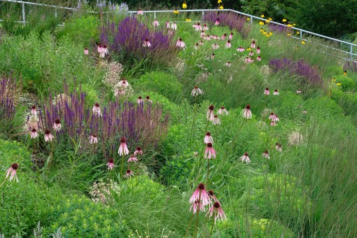 a field with lots of purple flowers growing on the side of it and green grass in the foreground