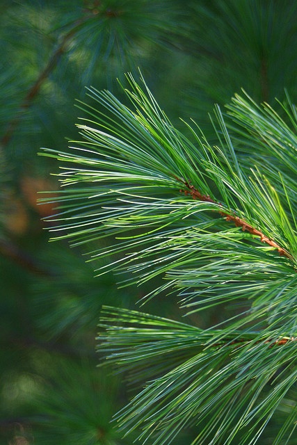 closeup of pine needles on a tree