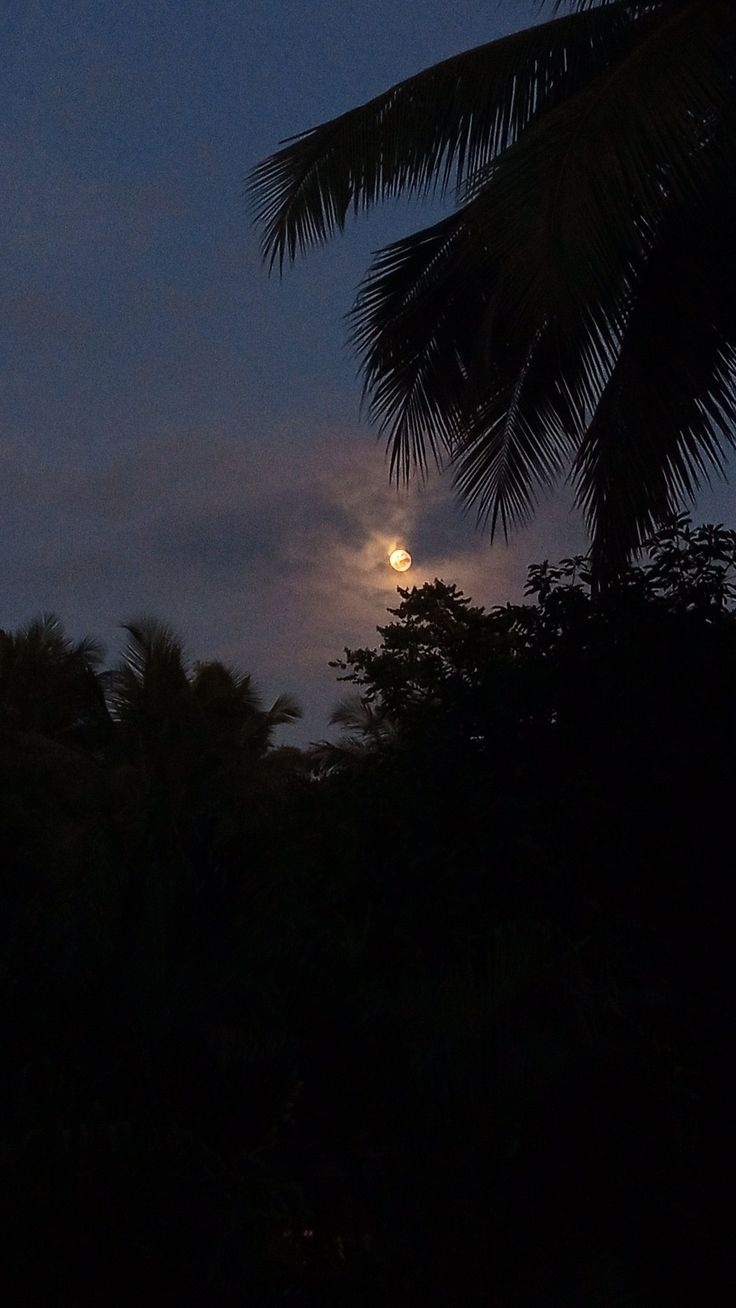 the moon is shining brightly in the sky above some trees and palm trees at night