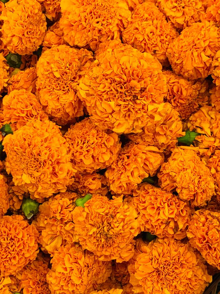 many orange flowers with green stems in the middle and yellow petals on each flower head