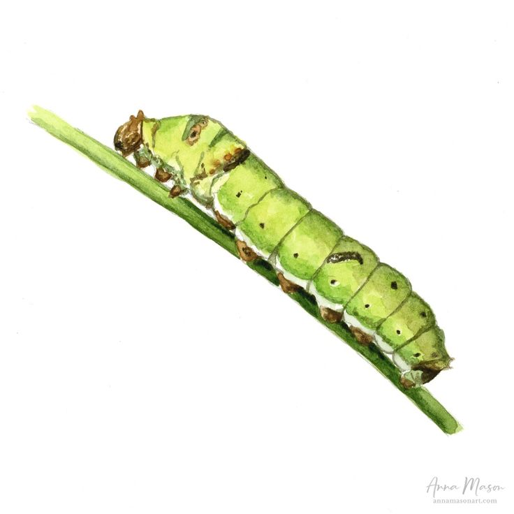 Fancy a quick watercolour project? You can paint this cute little caterpillar with me step-by-step for free, and there's even a line drawing you can print and trace 🐛 https://www.annamasonart.com/realistic-watercolor-caterpillar/ Cattipillars Drawing, Caterpillars Drawing, Catipillar Drawing Simple, Catipillar Drawing, Catapiller Drawing, Caterpillar Drawings, Watercolor Caterpillar, Caterpillar Sketch, Caterpillar Painting