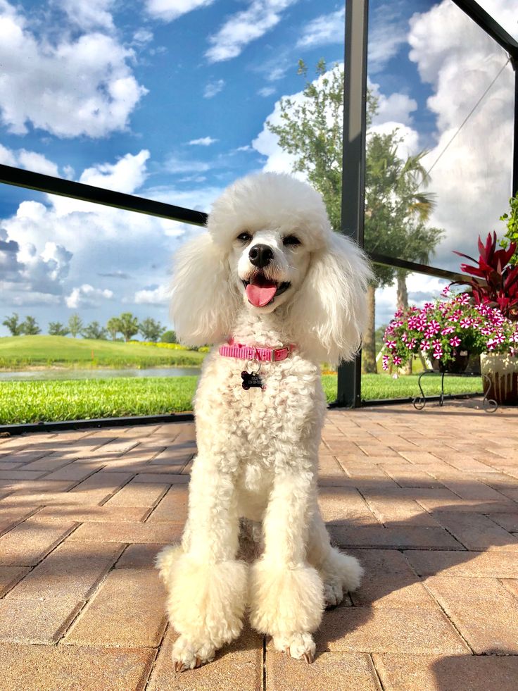 a white poodle sitting on top of a brick patio