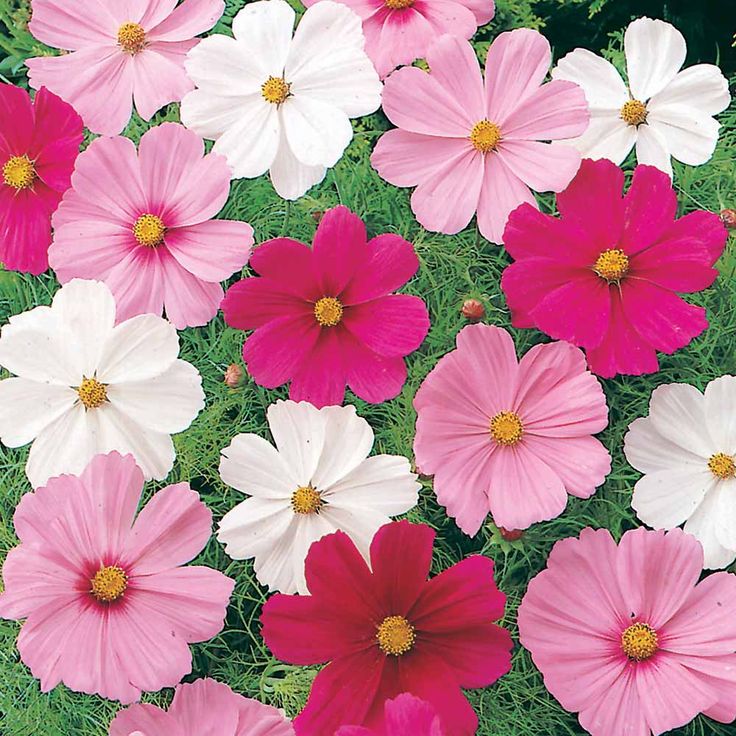 many pink and white flowers are in the grass