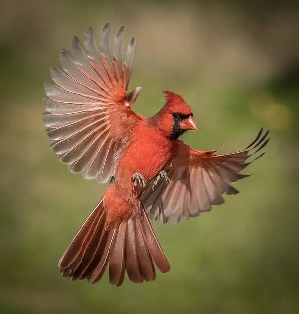 a red bird is flying in the air with it's wings spread wide open