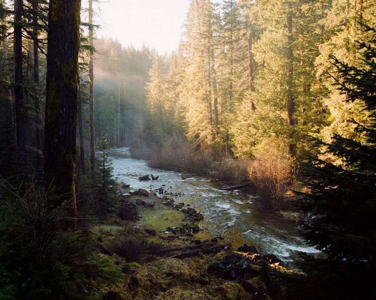 a river running through a forest filled with lots of tall pine trees and surrounded by lush green grass