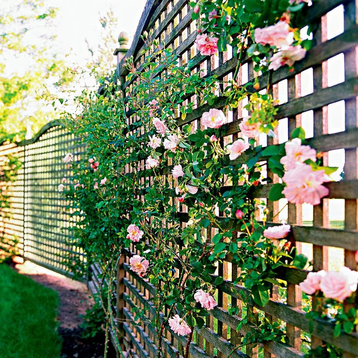 pink roses growing on the side of a fence