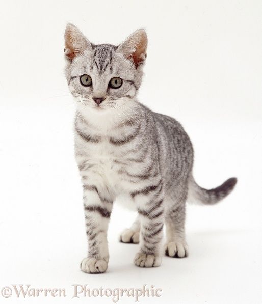 a small gray and white kitten standing up