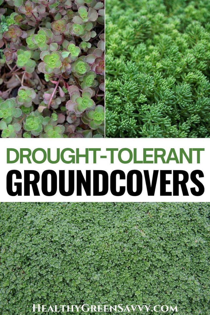 different types of plants with text overlay that reads, brought - tolerant groundcovers