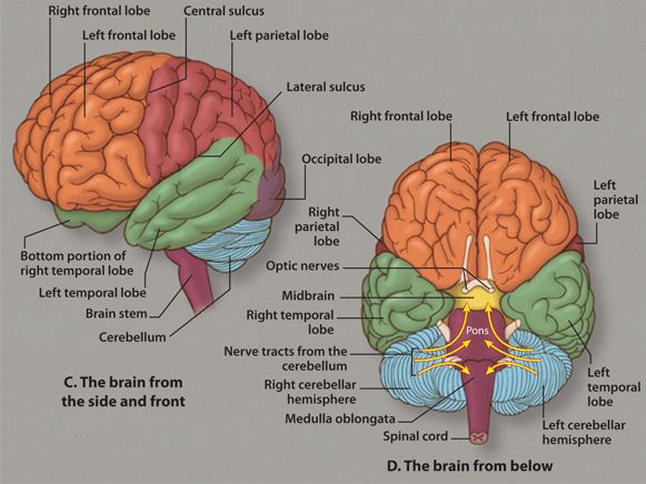 the left and right side of the brain